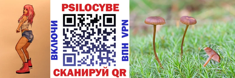 Купить где  Балтийск  Галлюциногенные грибы мицелий 